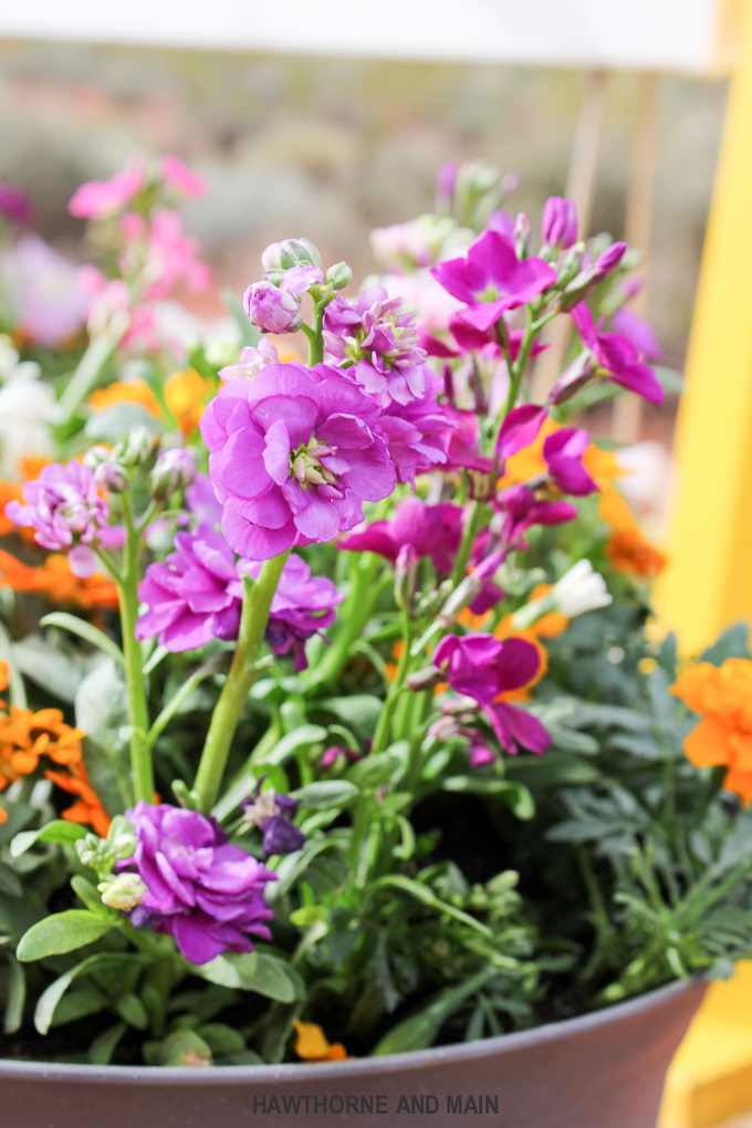 DIY Hanging Gutter Planter. This is a really fun and easy afternoon project that is sure to brighten up your outdoor space. 