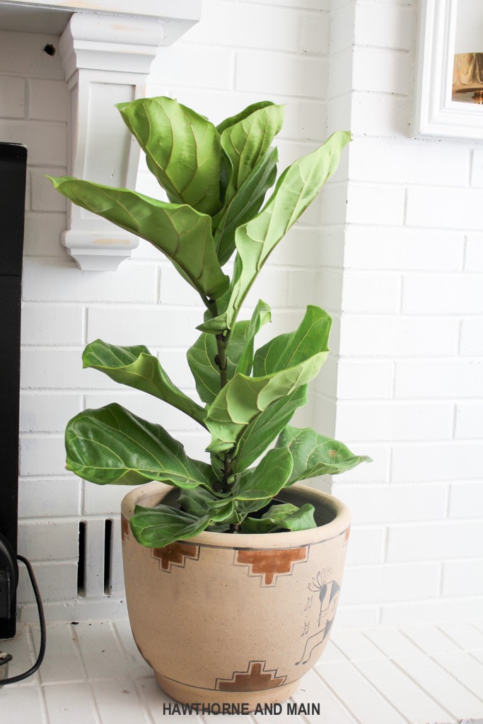 A letter to a dear new family member, our fiddle leaf fig. What tips and tricks do you have to keeping on alive and well? 