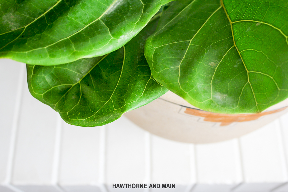 A letter to a dear new family member, our fiddle leaf fig. What tips and tricks do you have to keeping on alive and well? 