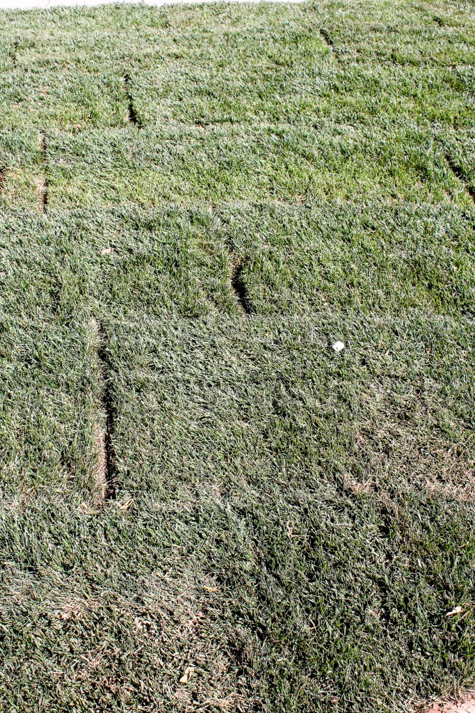 backyard-fresh-sod