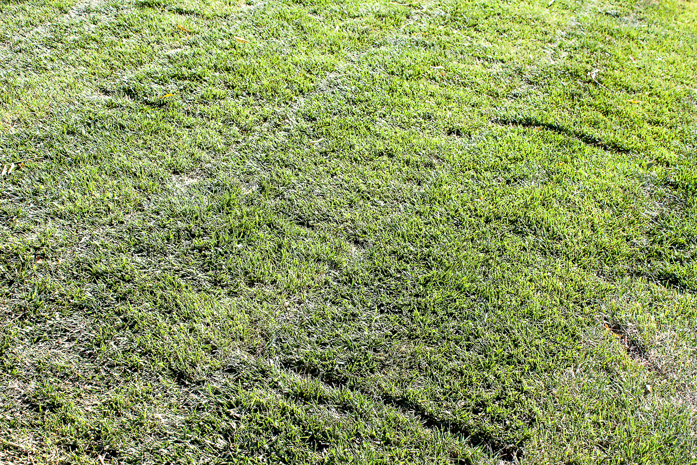 backyard-with-fresh-sod