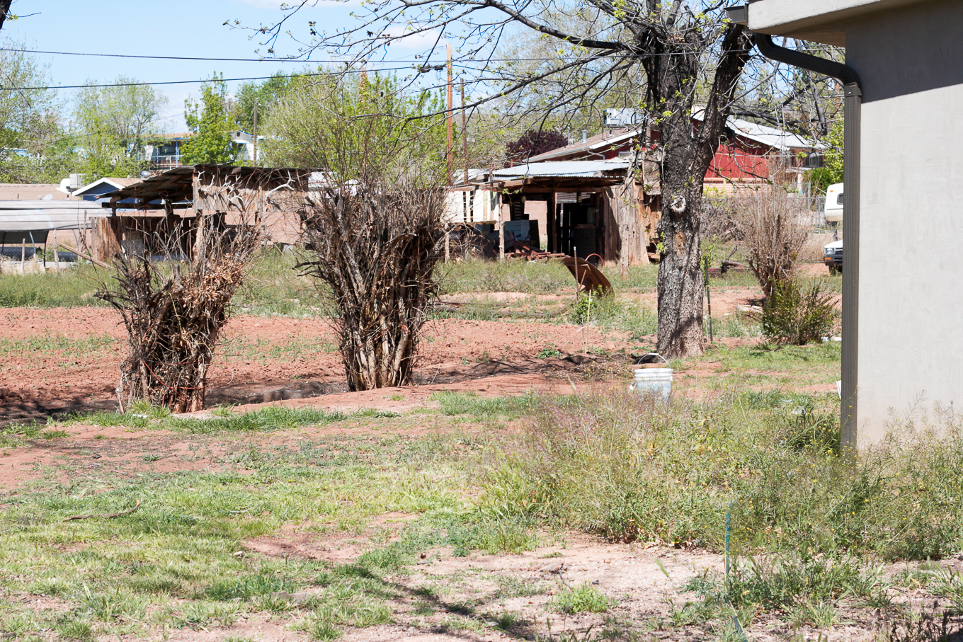 back-yard-before-with-weeds