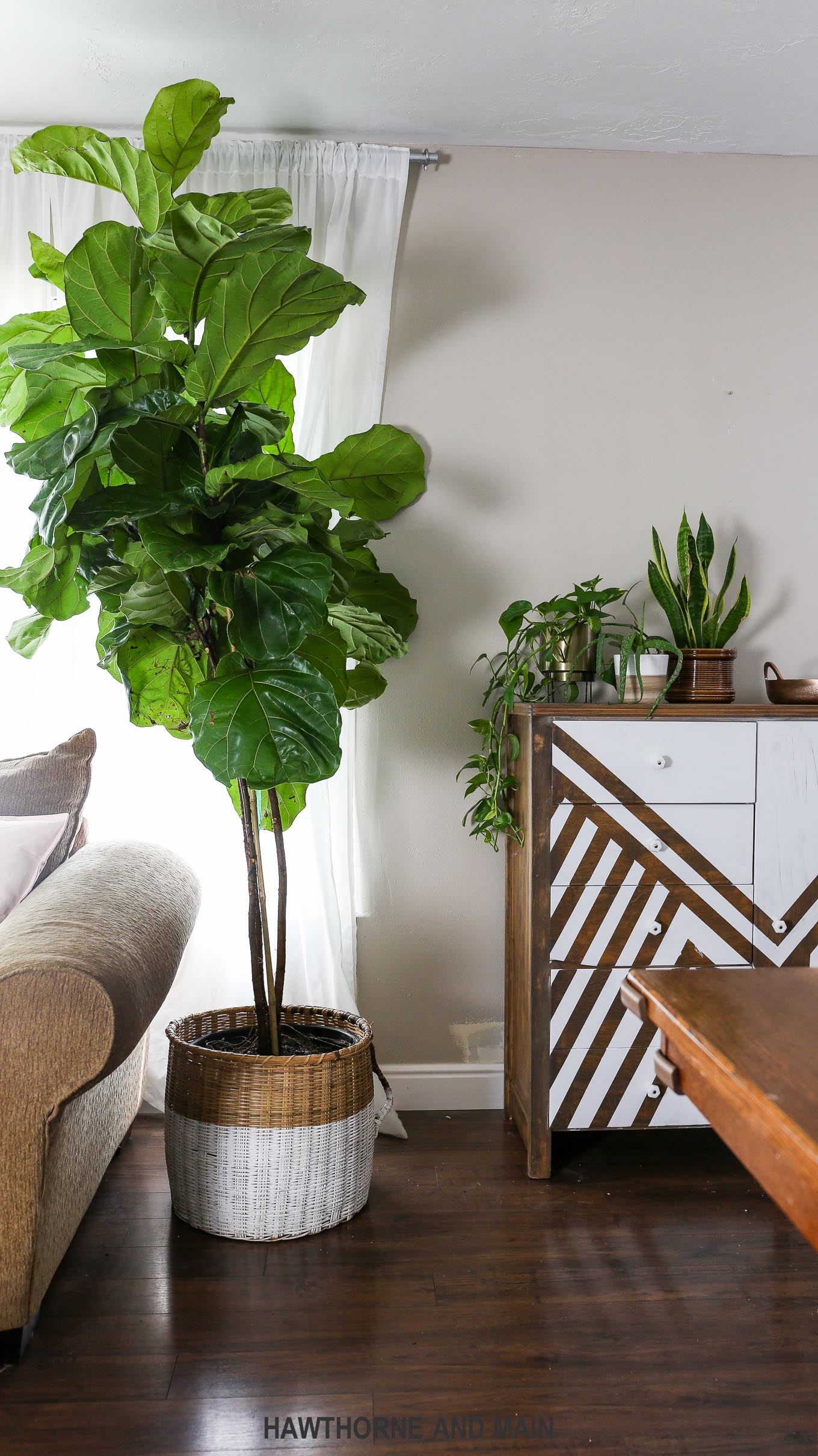 Fiddle leaf fig trees are so pretty.....but how do you take care of them?  Follow these tips for a healthy and happy fiddle leaf fig tree.