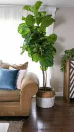 How to Care for a Fiddle Leaf Fig Tree