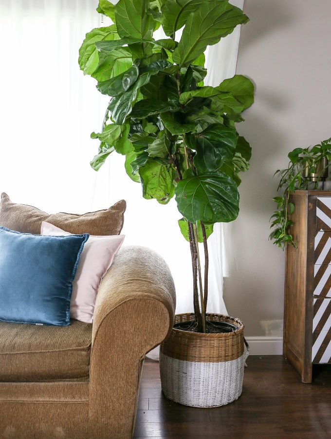 How to Care for a Fiddle Leaf Fig Tree