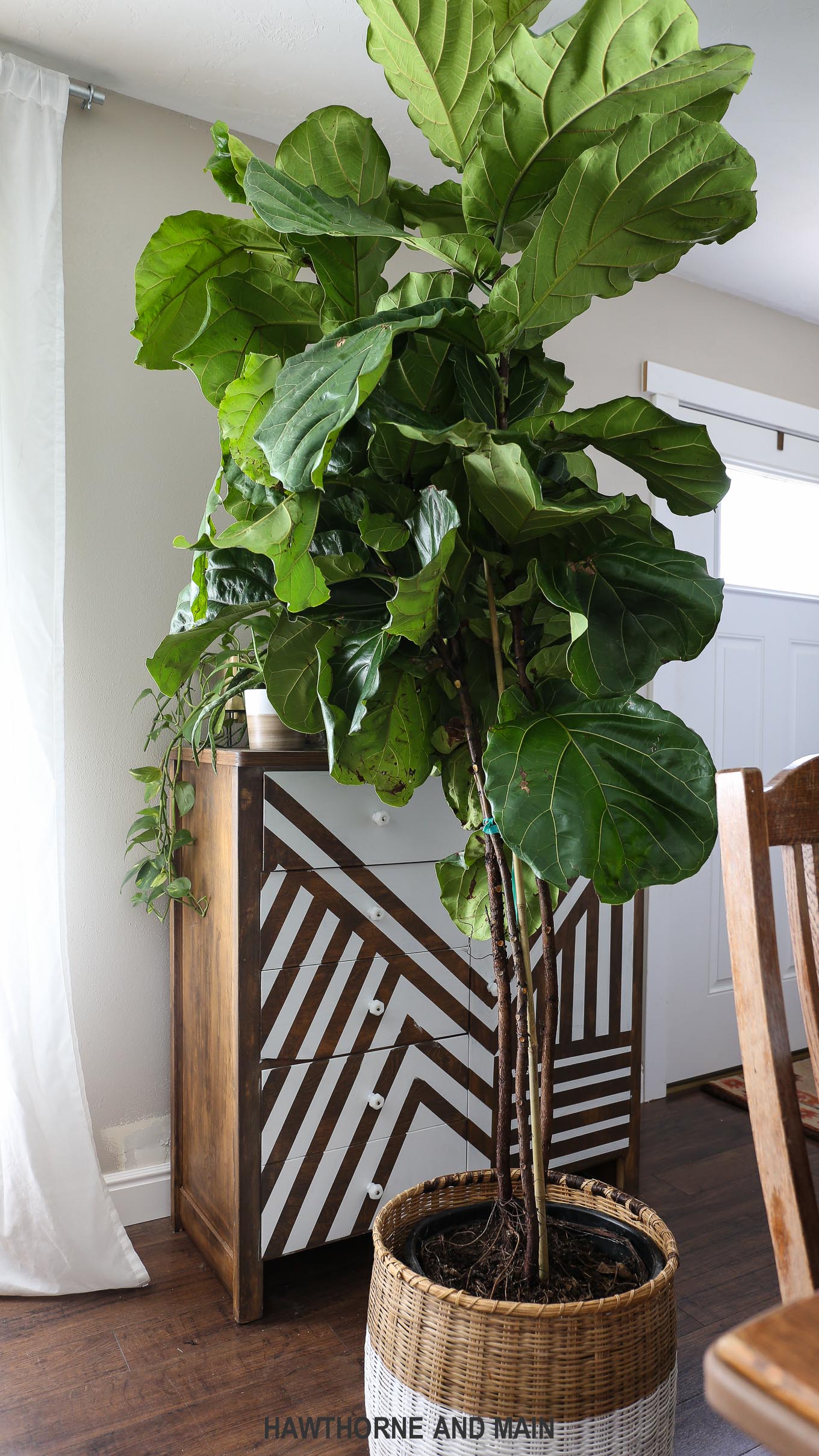 Fiddle leaf fig trees are so pretty.....but how do you take care of them?  Follow these tips for a healthy and happy fiddle leaf fig tree.